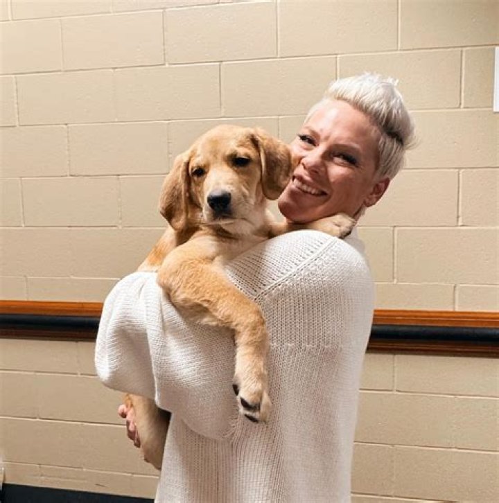Adopt Your Furry Friend: Pink Dog Rescue
