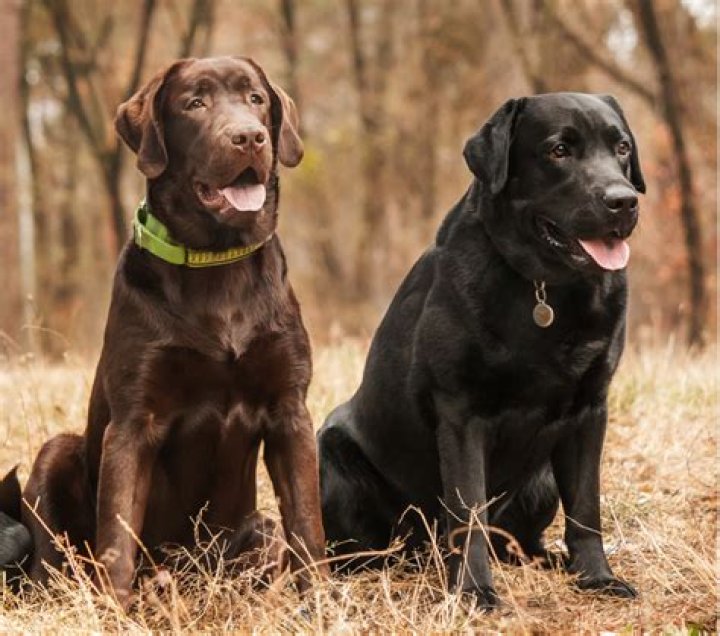 Find Your Perfect Labrador Retriever In Scotland