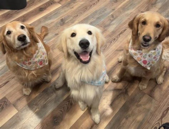 Joshua's House: Providing Sanctuary For Golden Retrievers