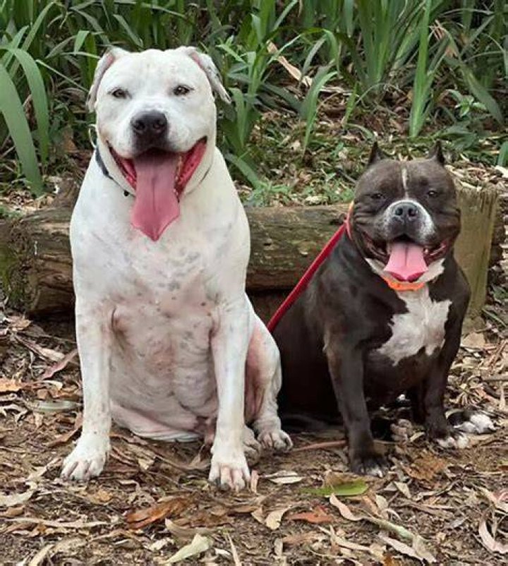 Pit Bull Rescuers Step Up To Save Jacksonville's Furry Friends