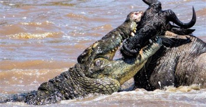 The Ultimate Guide To Crocodiles For Dogs: Everything You Need To Know