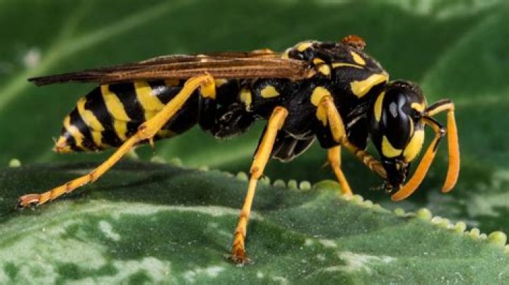 The Ultimate Guide To Yellow Jackets: Controlling And Preventing Nuisances