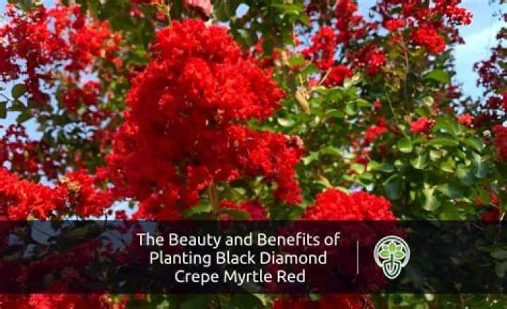 Unbeatable Rose Bundu Guide: Uncover Its Beauty And Benefits