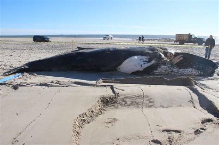Unidentified Body Found On Long Beach, New York Coastline