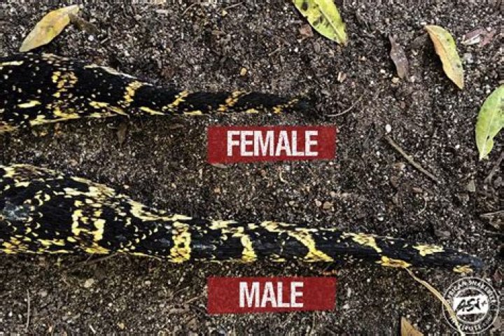 Who Is Lilly Kay: Male Or Female? Unraveling The Gender Mystery
